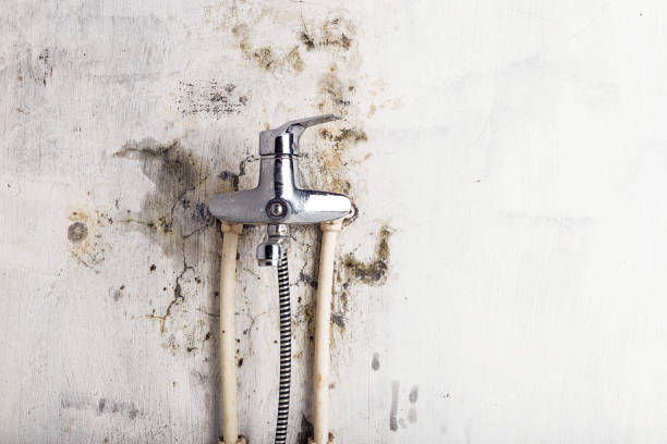 Best Home Mold Removal  in Wailua Homesteads, HI