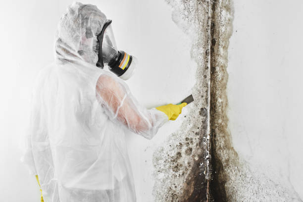 Best Black Mold Removal  in Wailua Homesteads, HI