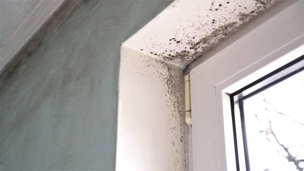 Best Mold Cleaning Services  in Wailua Homesteads, HI