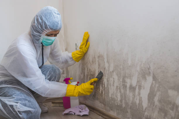 Office Mold Removal Services in Wailua Homesteads, HI