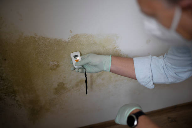 Best Crawl Space Mold Removal  in Wailua Homesteads, HI