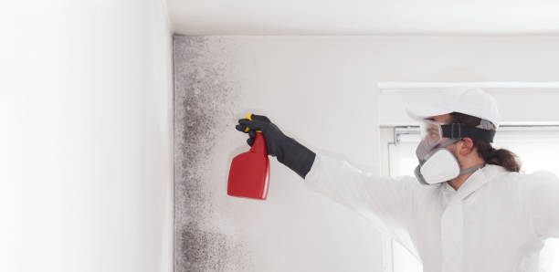 Best Mold Damage Repair  in Wailua Homesteads, HI