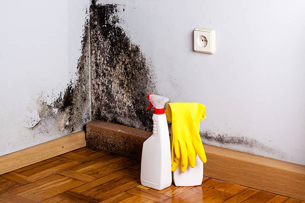 Best Home Mold Removal  in Wailua Homesteads, HI