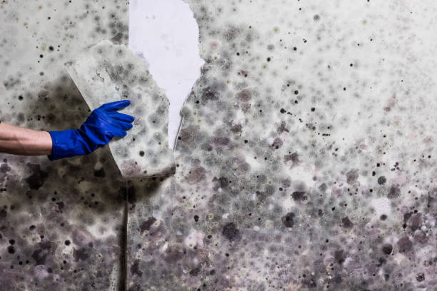 Trusted Wailua Homesteads, HI Mold Removal Experts