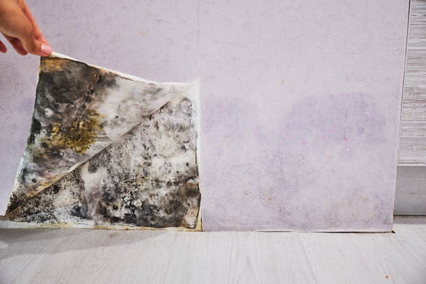Best Mold Removal Specialists  in Wailua Homesteads, HI